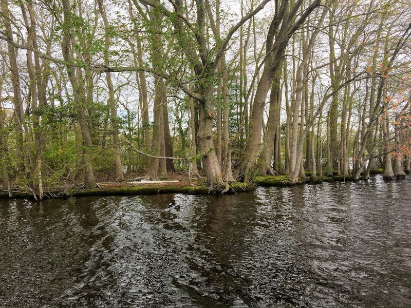 Millsboro Pond
