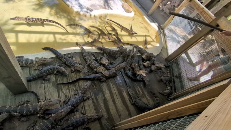 The Gator Park And Its Unforgettable Residents