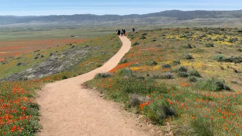 This Magical California Preserve Bursts With Millions Of Golden Poppies Every Year - Decor Hint Eight Miles Of Trails Cross The Hills