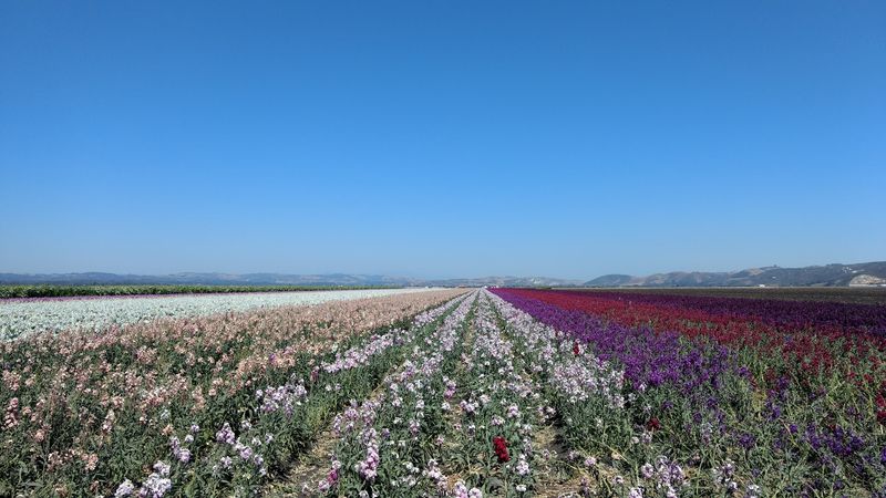 12 California June 2026 Festivals That Make Summer Feel Official - Decor Hint Lompoc Valley Flower Festival, June 25–28, 2026