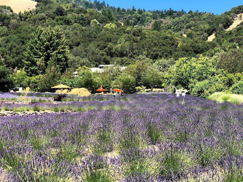 Matanzas Creek Winery Lavender Garden, Santa Rosa