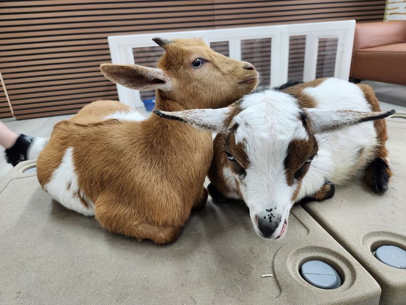This Florida Cafe Lets You Spend Your Morning With Capybaras And Nobody Who Has Tried It Has Ever Complained - Decor Hint A Goat Who Knows He Is Famous