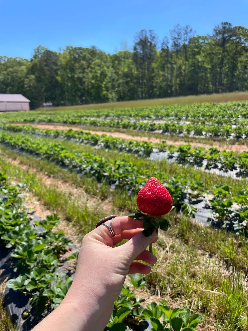 Beak and Berry Farm