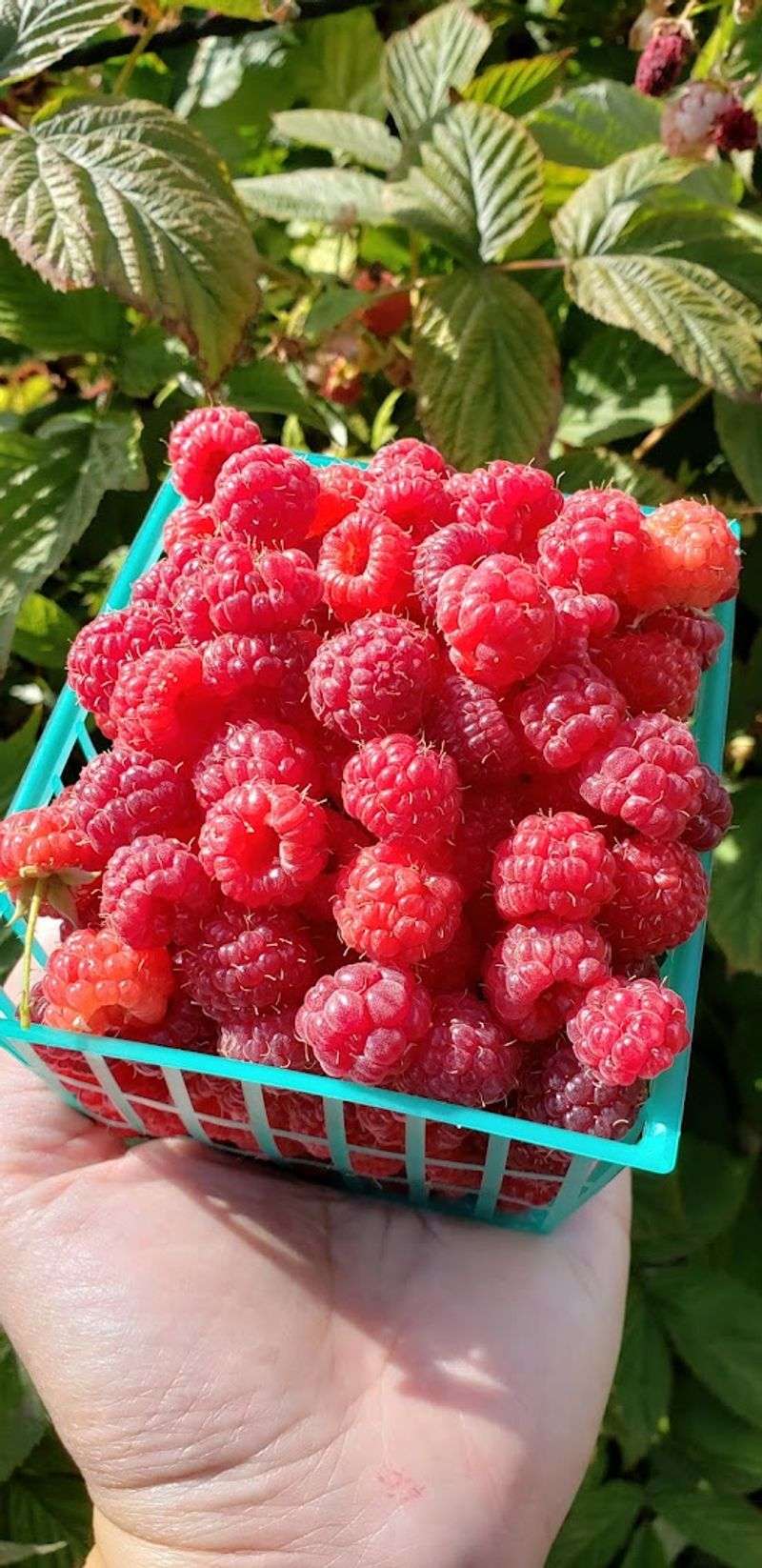 U-Pick Raspberries For A Hands-On Farm Experience