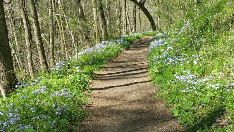 Shenks Ferry Wildflower Preserve