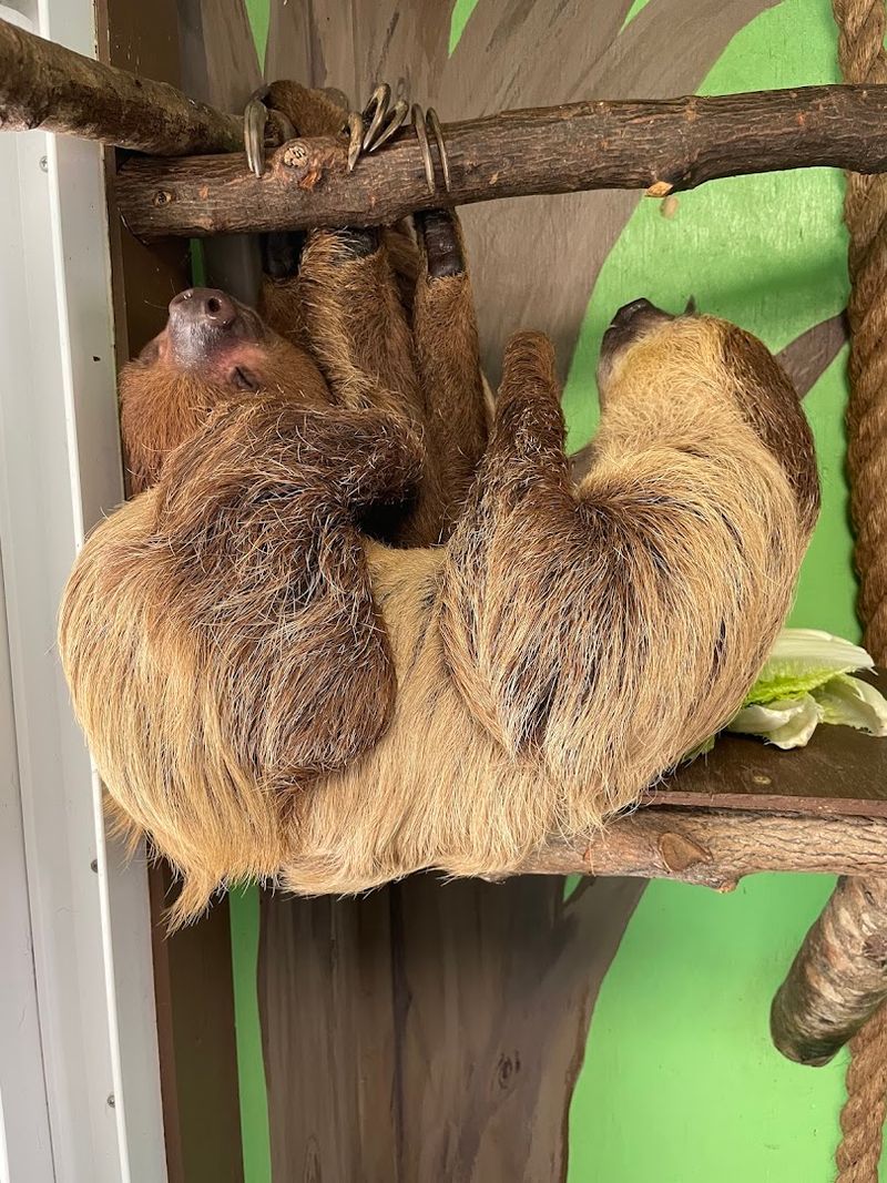 Wildlife Encounters That Remind You Who Lives Here