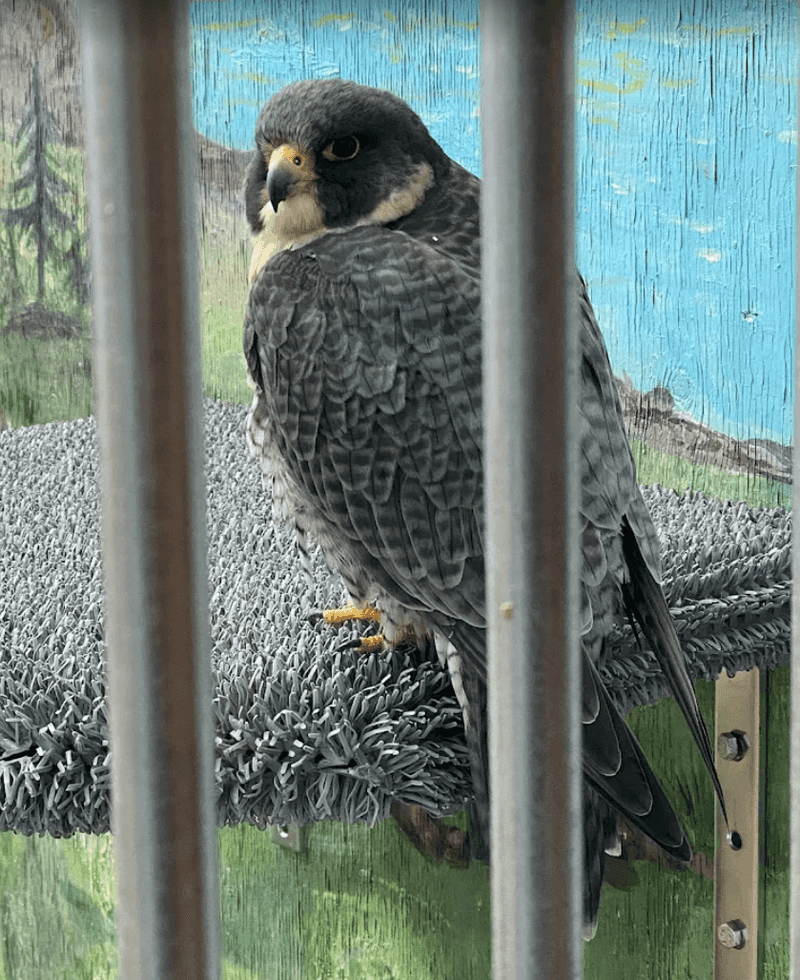 World Center For Birds Of Prey