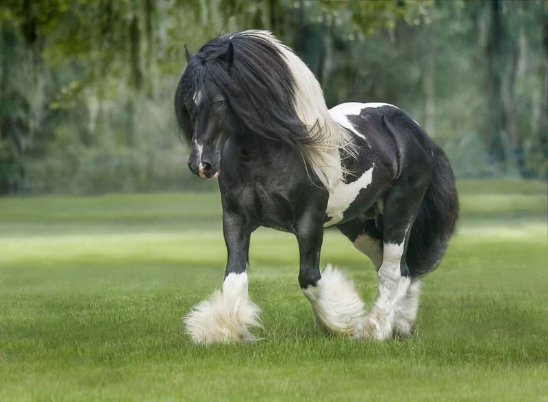 The Rare Horse Breed That Turns Heads Instantly