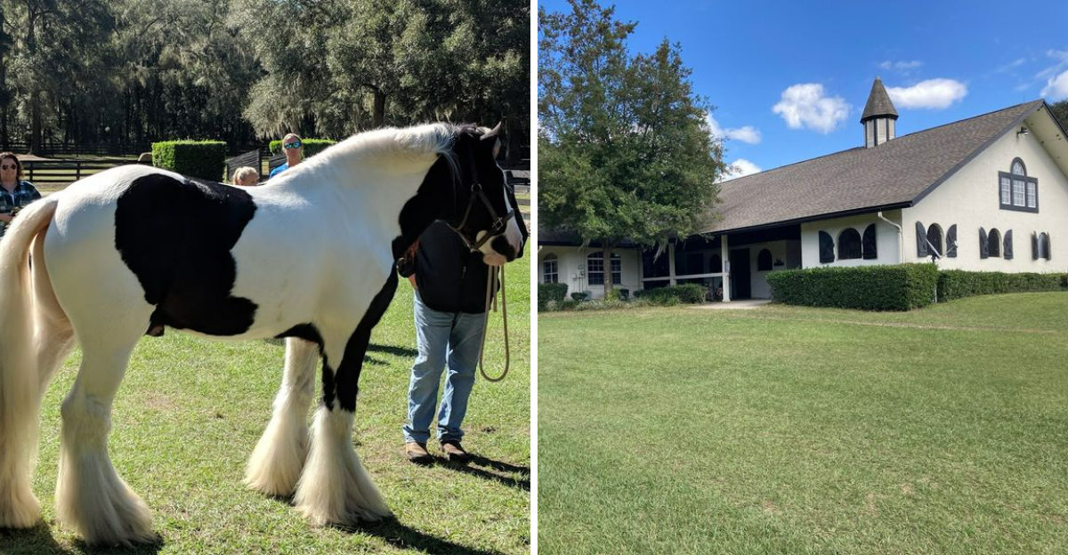 One Florida Farm Has Turned Its Rare Gypsy Vanner Horses Into A Must See Attraction - Decor Hint