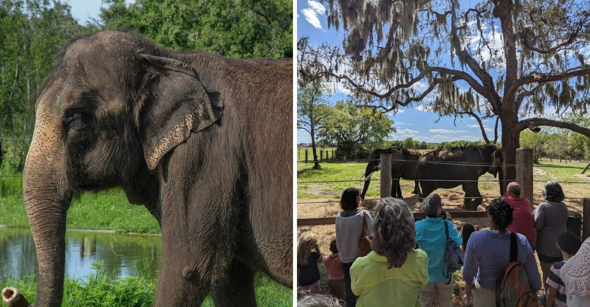 One Florida Ranch Offers An Elephant Experience You Truly Have To See To Believe - Decor Hint