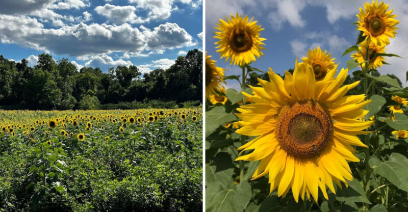 One Hidden Tennessee Field Turns Into A Stunning Sea Of Sunflowers