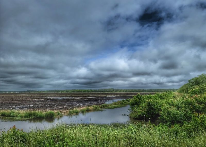 Pocosin Wetlands Shape The Wild Setting