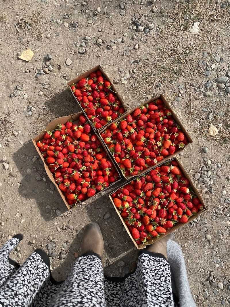 Fun Ideas For Your Berry Haul