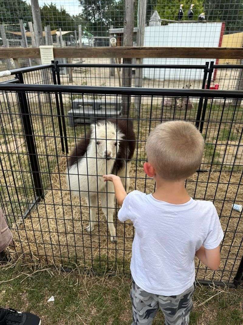 A Magical Nebraska Safari Full Of Exotic Animals You Can Feed - Decor Hint Admission Pricing And What To Expect
