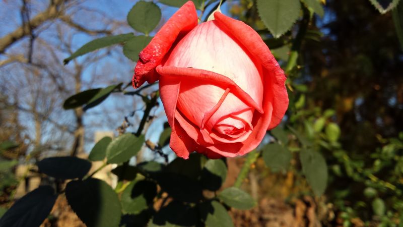 The Rose Garden That Earns Its Own Spotlight