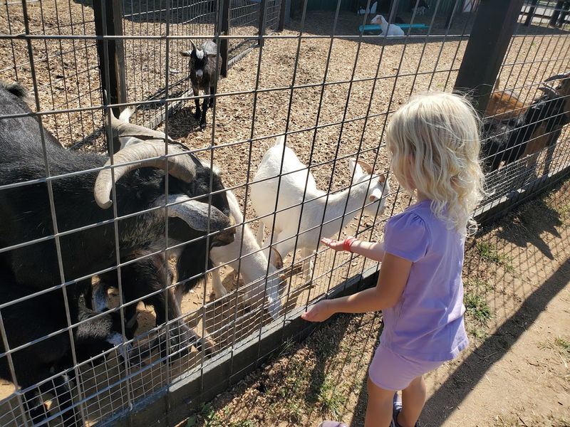 Farm Animals And A Petting Area