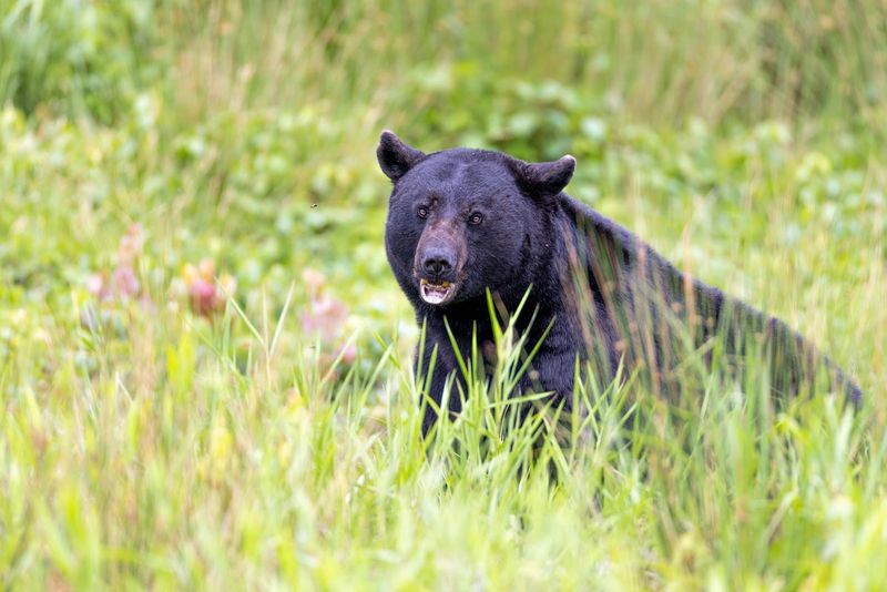 Why This Refuge Belongs On A Black Bear Bucket List