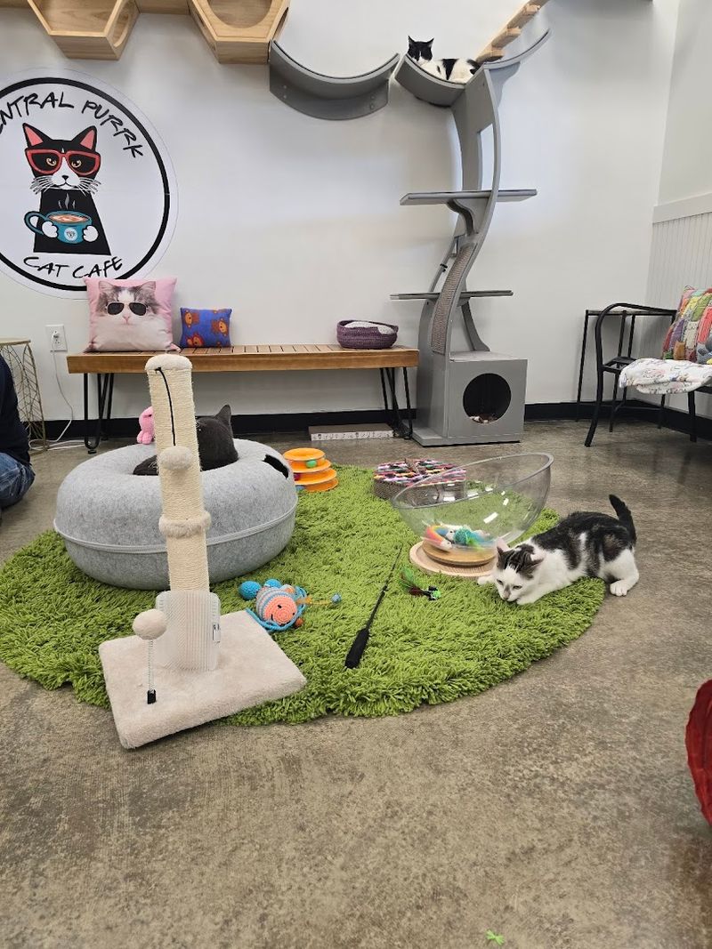 The Cat Lounge Experience Is Unlike Anything Else