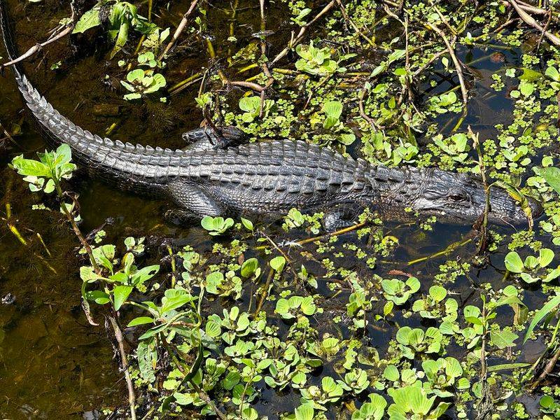 Wildlife Encounters Along The Boardwalk