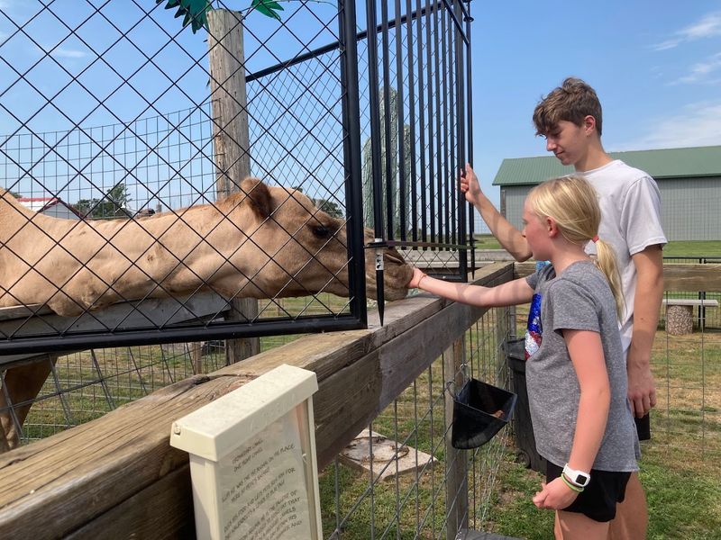 A Magical Nebraska Safari Full Of Exotic Animals You Can Feed - Decor Hint Feeding The Animals By Hand