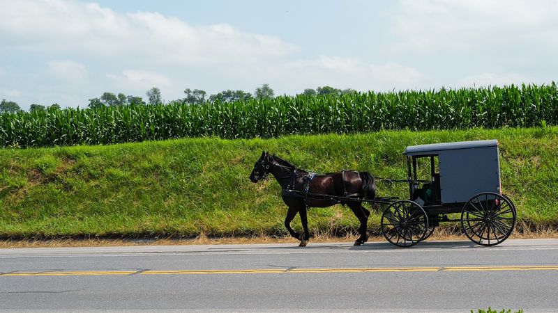 Buggy Rides Through The Countryside That Reset Your Nervous System
