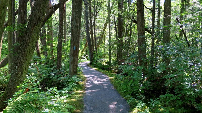 Hike Quiet Trails Through Ancient Woodlands