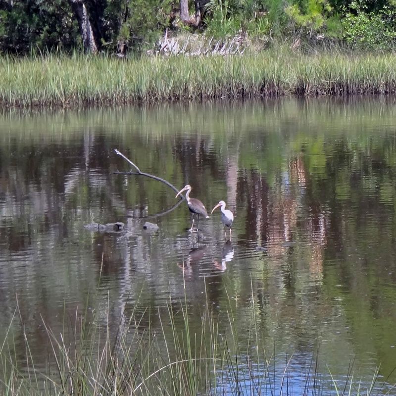 This Underrated Florida Town Feels Wonderfully Different From The Rest - Decor Hint Wildlife That Commands Attention