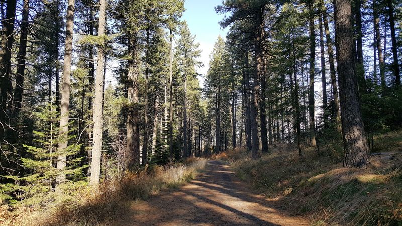 Cedar Forests Hide The Park Before The Overlooks Open