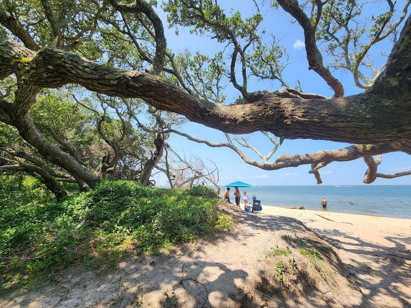 Ocracoke's Hidden Preserve Rewards People Who Slow Down