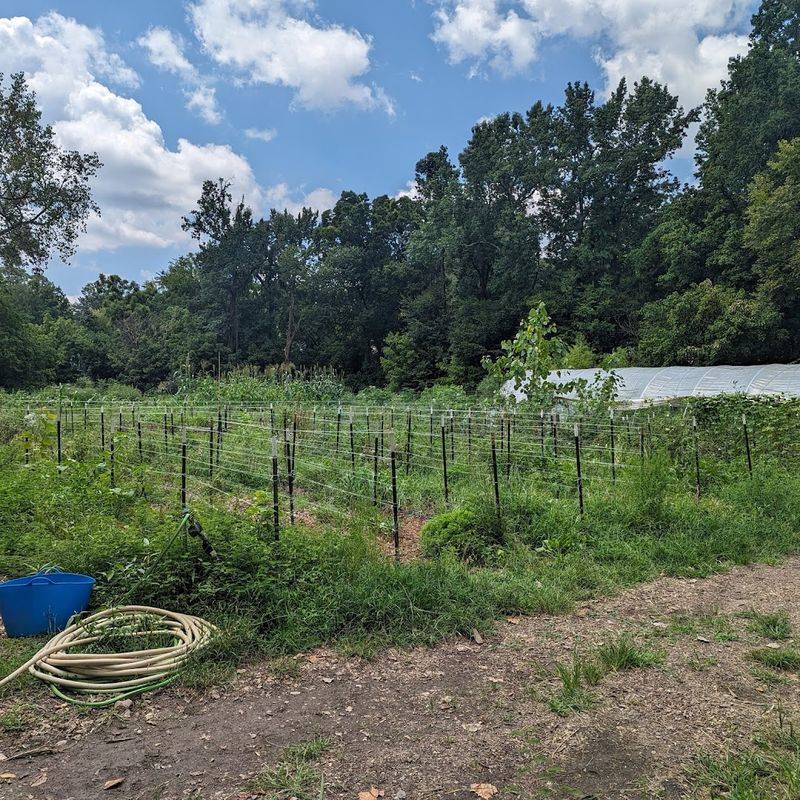 15 Farmers Markets In Georgia That Turn Your Lazy Saturday Morning Into The Best Part Of The Weekend - Decor Hint Unearthing Farm And Market