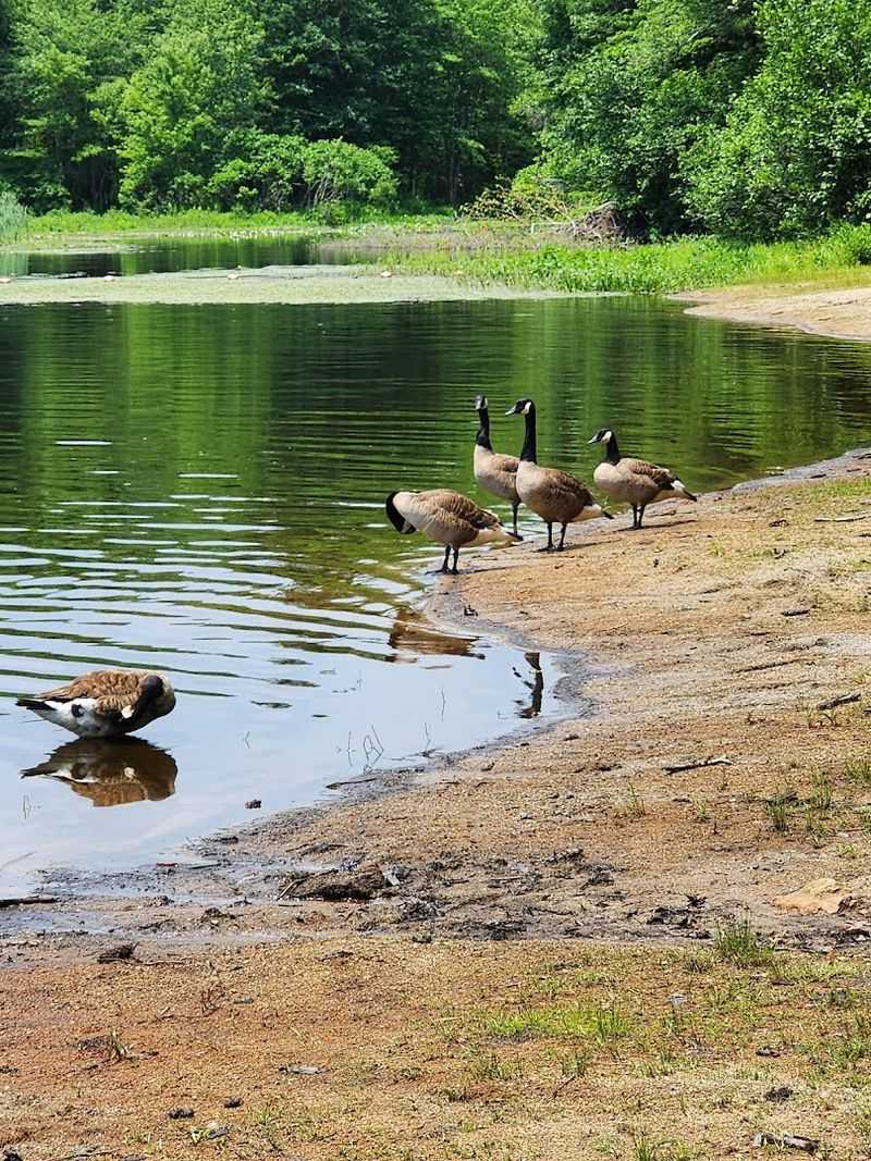 Wildlife You Might Spot While Walking The Trails
