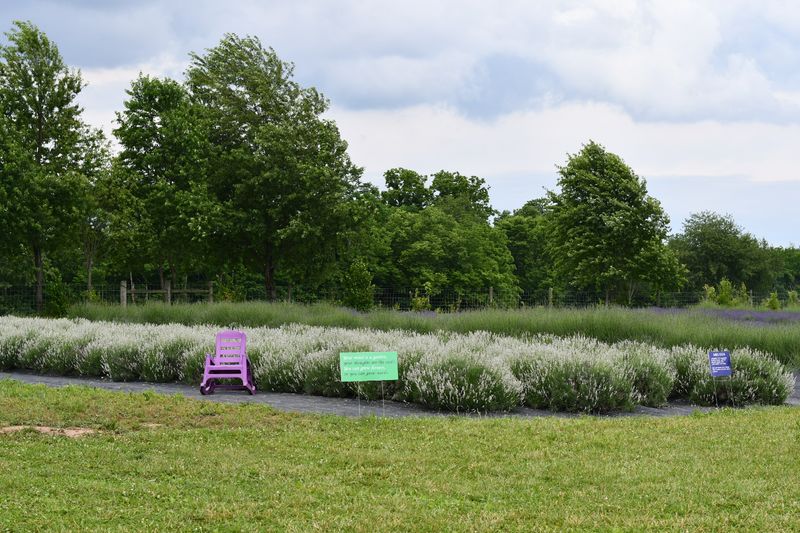 Why 2026 Is Your Year To Visit Kentucky's Lavender Bloom - Decor Hint Seasonal Festivals That Bring The Community Together