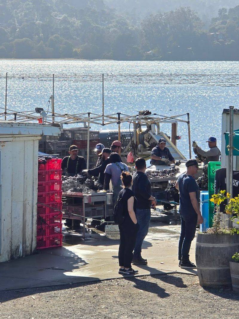 Tomales Bay For Oysters By The Water