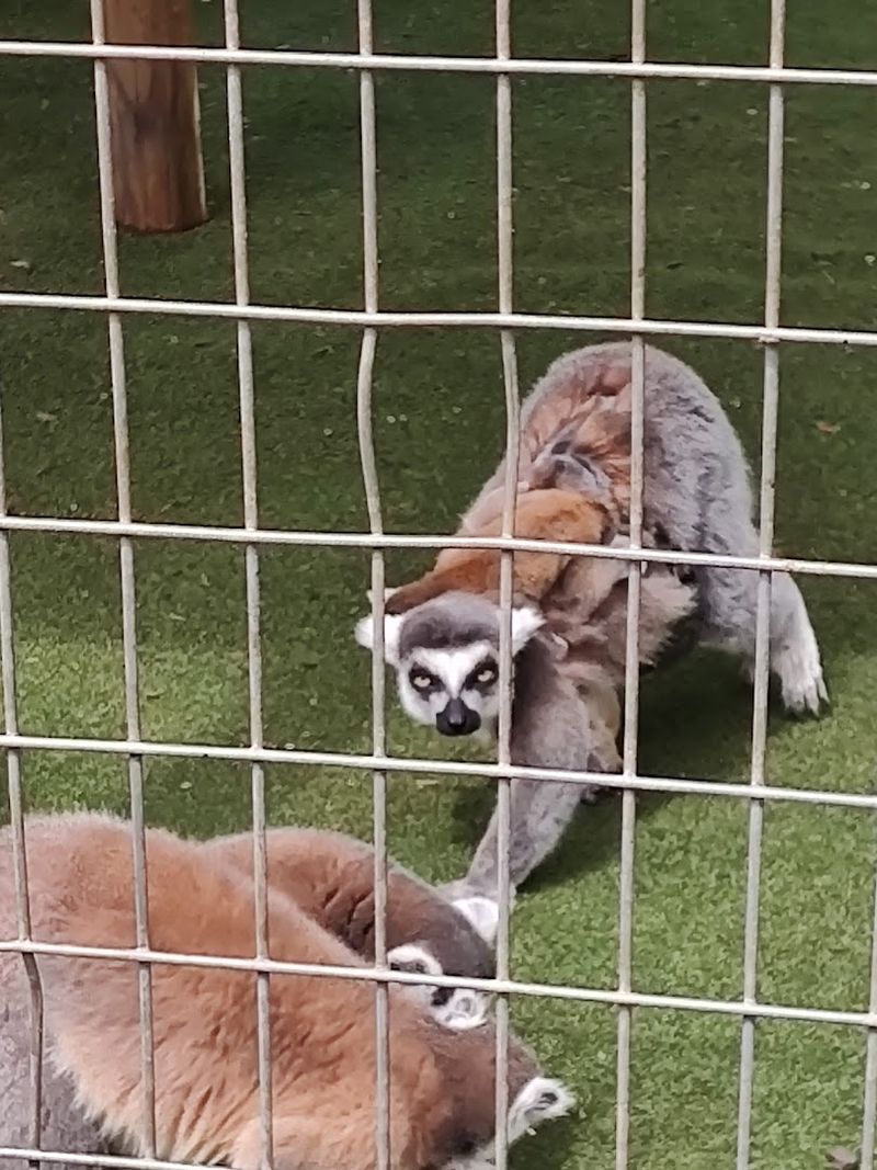 Lemur And Primate Exhibits