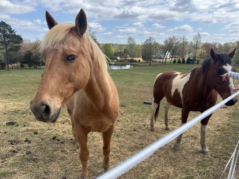 Farm Animals Add To The Countryside Charm