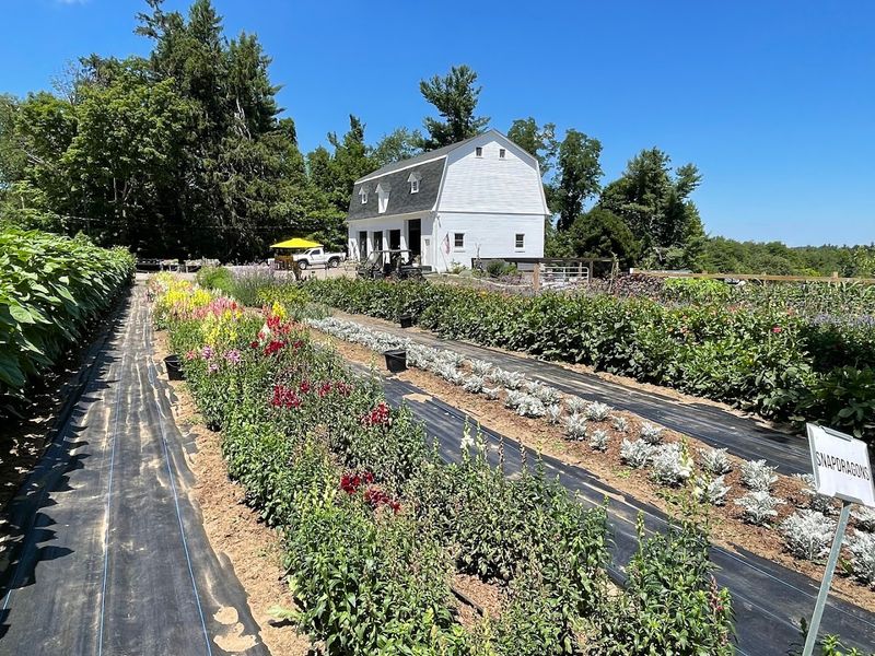 This Connecticut Wildflower Farm Looks Like A Dreamy Meadow You Can Walk Through - Decor Hint Summer Visits With The Most Color