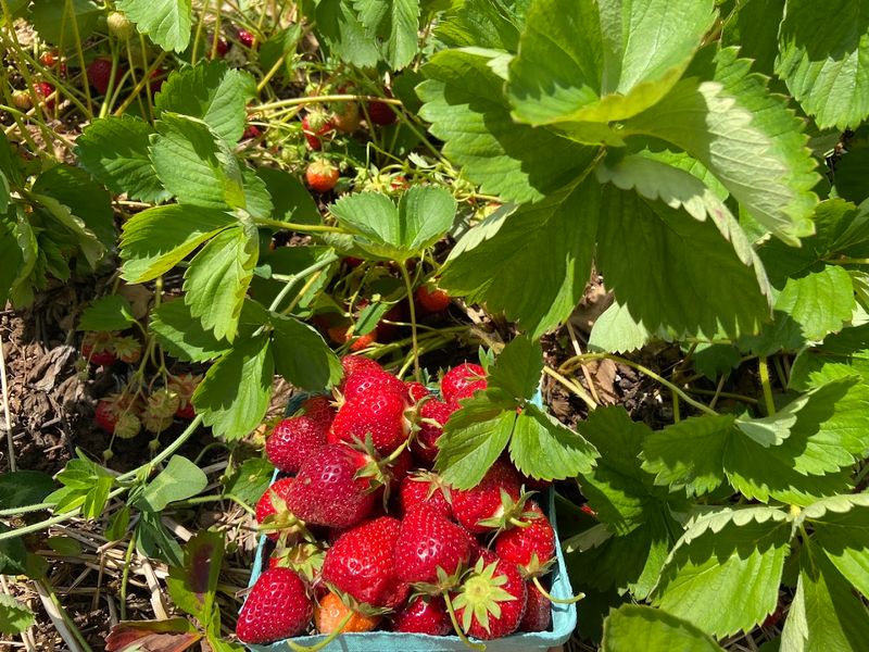 Start With A Basket Of Berries