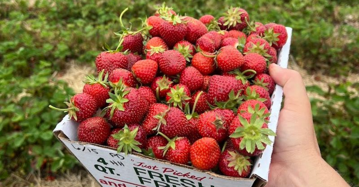 Pick Fresh Strawberries And Experience Farm Life In Connecticut - Decor Hint