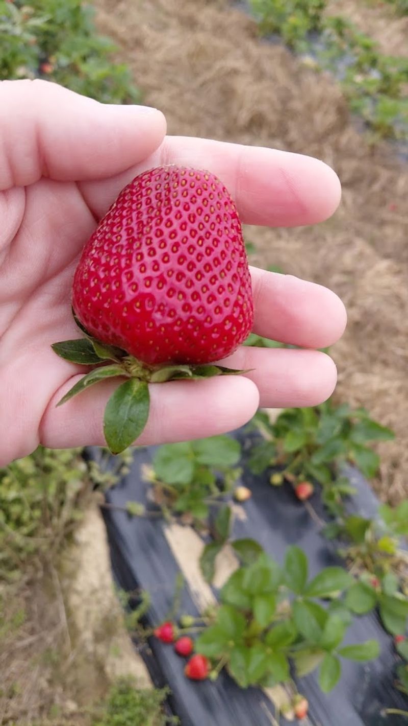 You-Pick Strawberry Fields That Feel Like Pure Magic