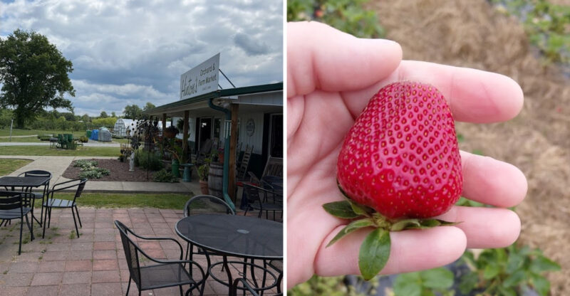 Pick Your Own Fresh Strawberries At This Charming Kentucky Farm