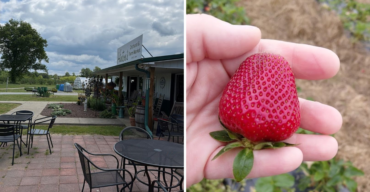 Pick Your Own Fresh Strawberries At This Charming Kentucky Farm 2 - Decor Hint