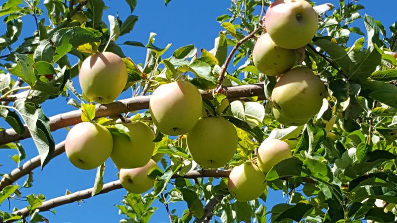 Emmett Apple Picking With A Real U-Pick Setup
