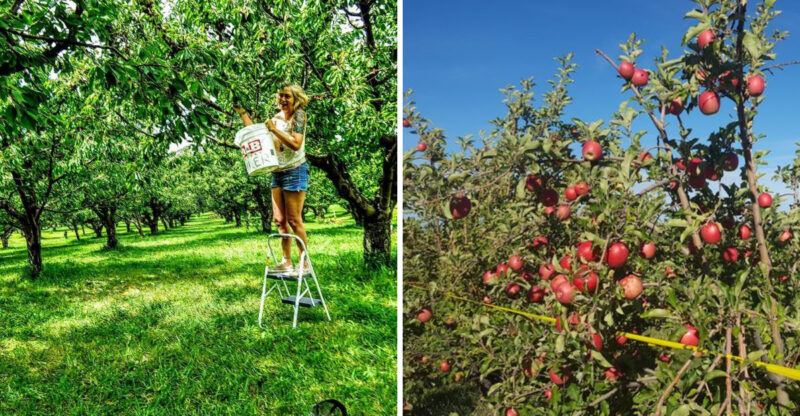 Pick-Your-Own Idaho Apples: Experience Farm Life All Season Long
