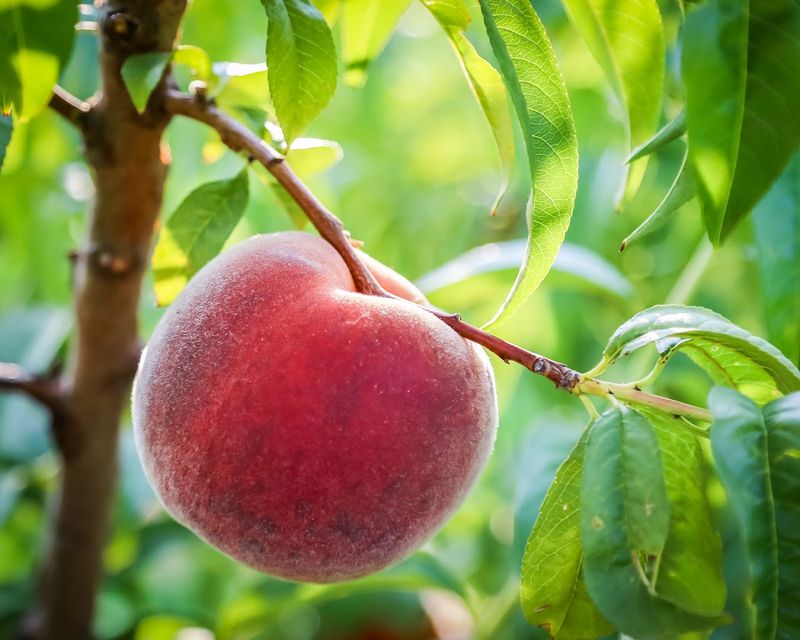 Peach U-Pick During Peach Days