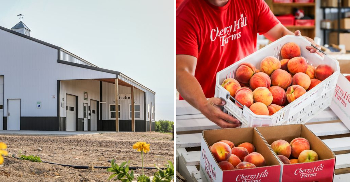Pick Your Own Idaho Peaches Experience Farm Life All Season Long - Decor Hint