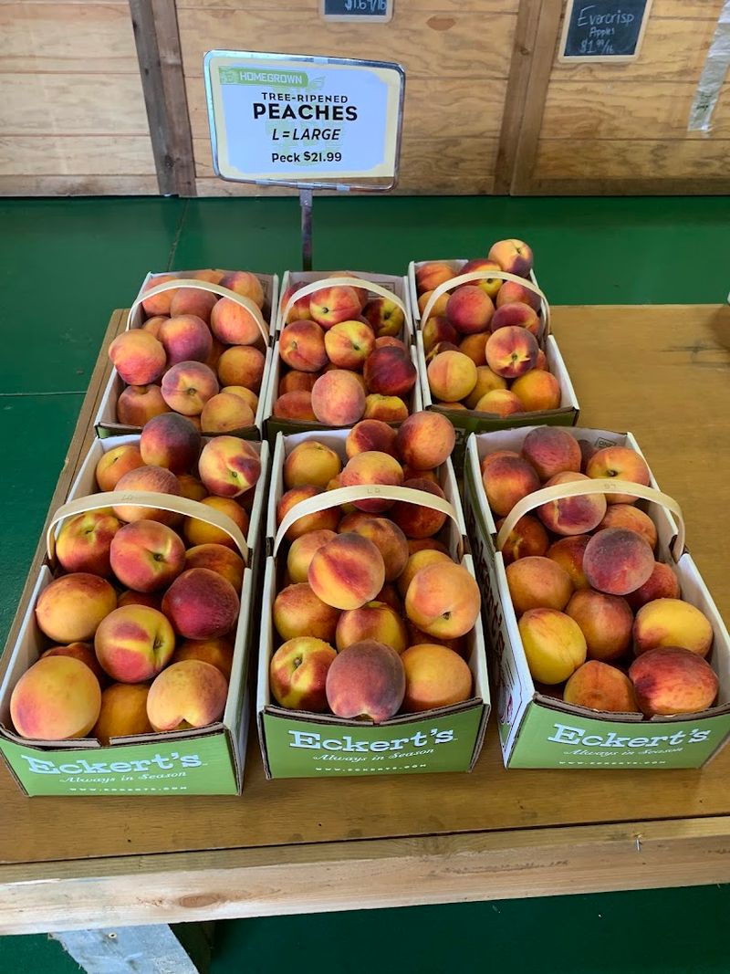 Pick-Your-Own Peaches Straight From The Tree