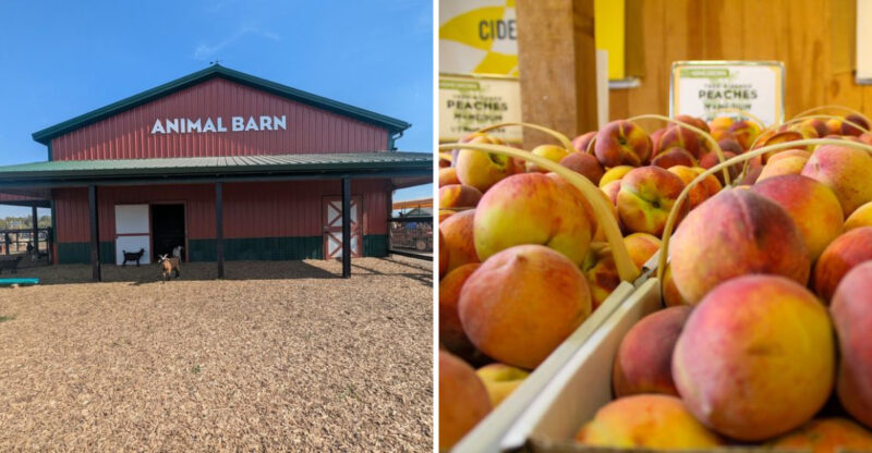 Pick-Your-Own Kentucky Peaches Experience Rural Life All Season Long