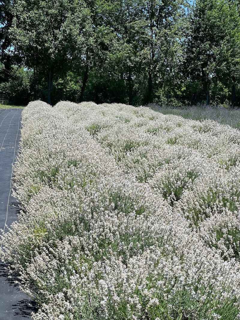 Why 2026 Is Your Year To Visit Kentucky's Lavender Bloom - Decor Hint Multiple Lavender Varieties That Will Surprise You