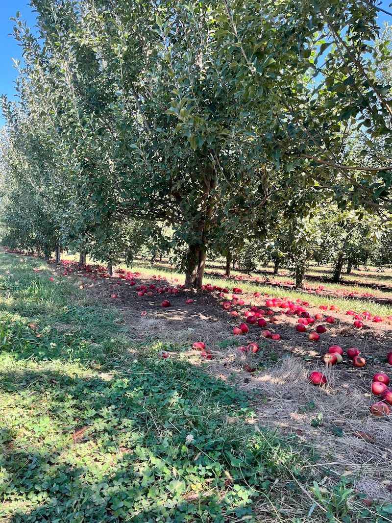 U-Pick Apple Season At The Orchard