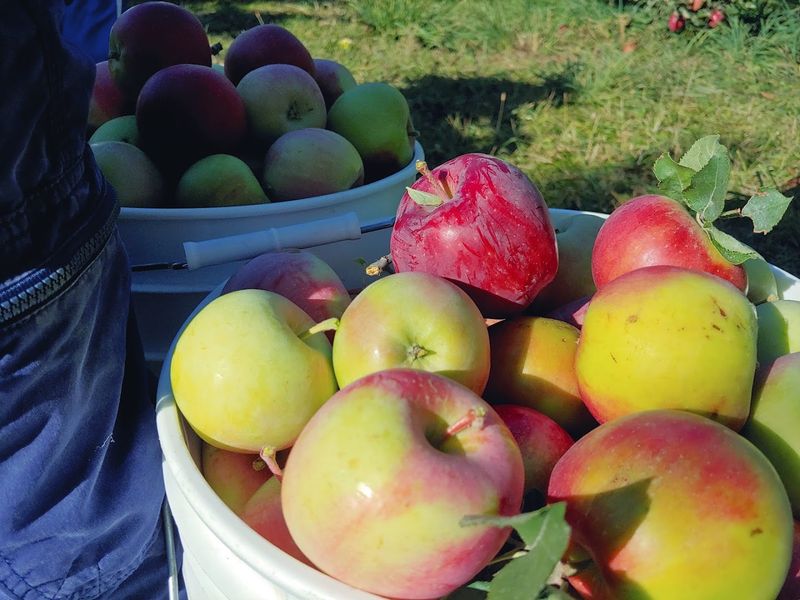 Apple Season That Depends On Ripeness